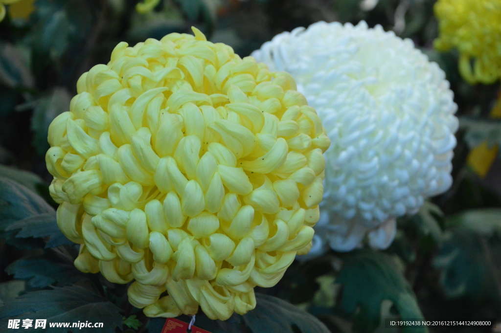 菊花
