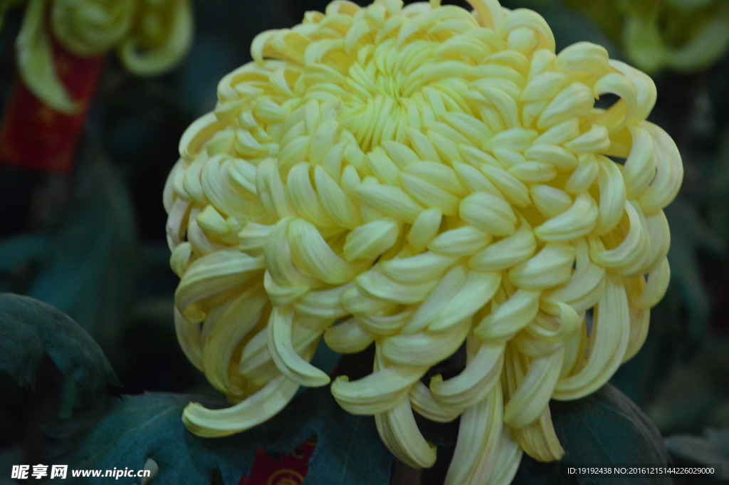 菊花