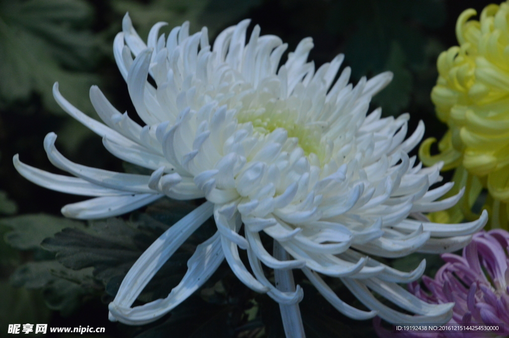 菊花
