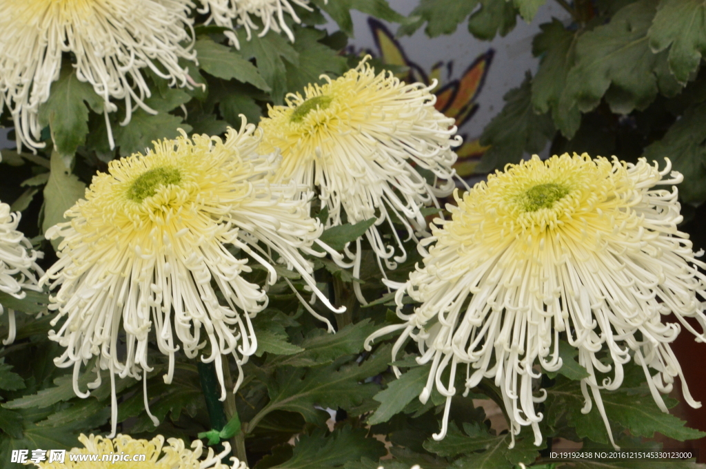 菊花
