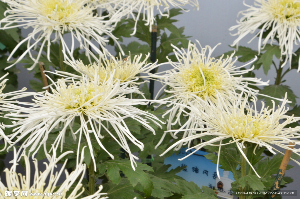 菊花