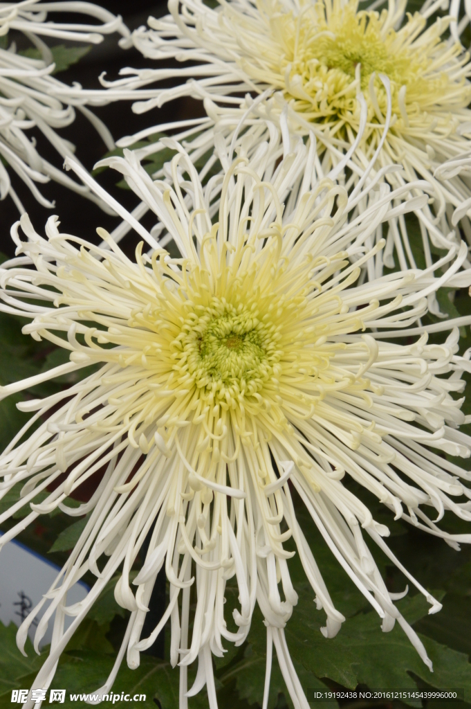 菊花