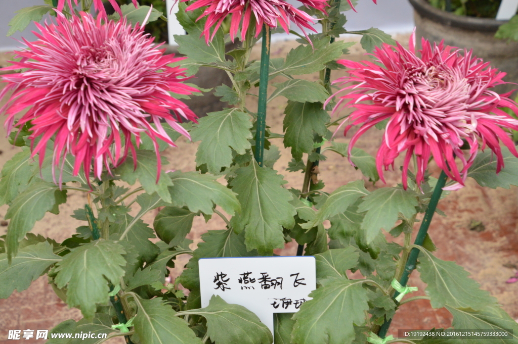 菊花