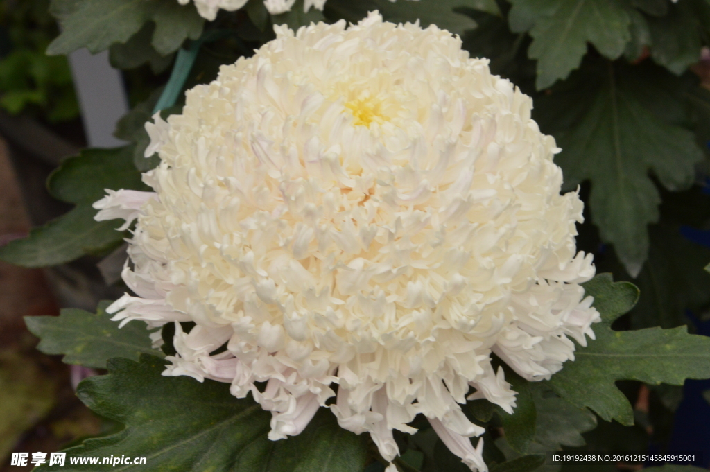 菊花