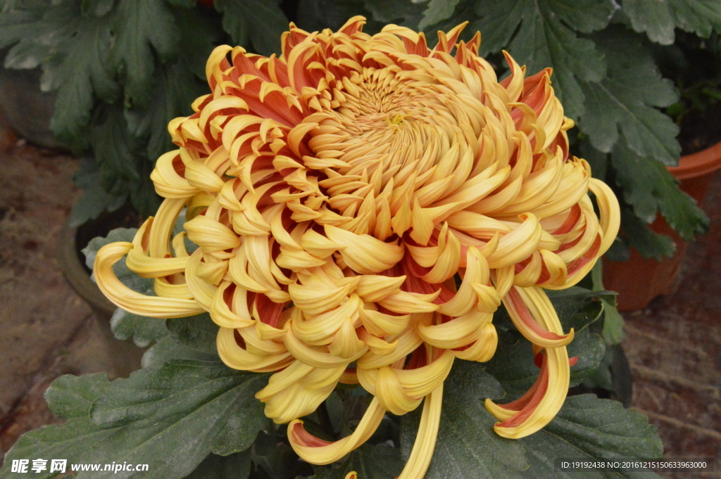 菊花