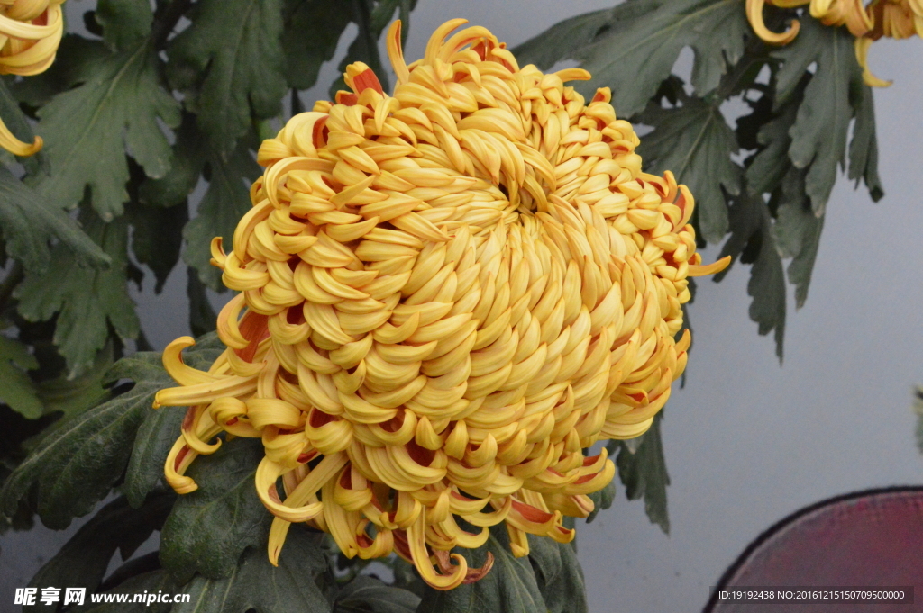 菊花