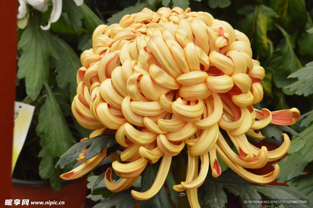 菊花