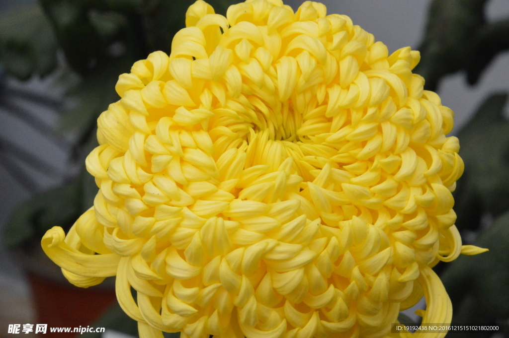 菊花