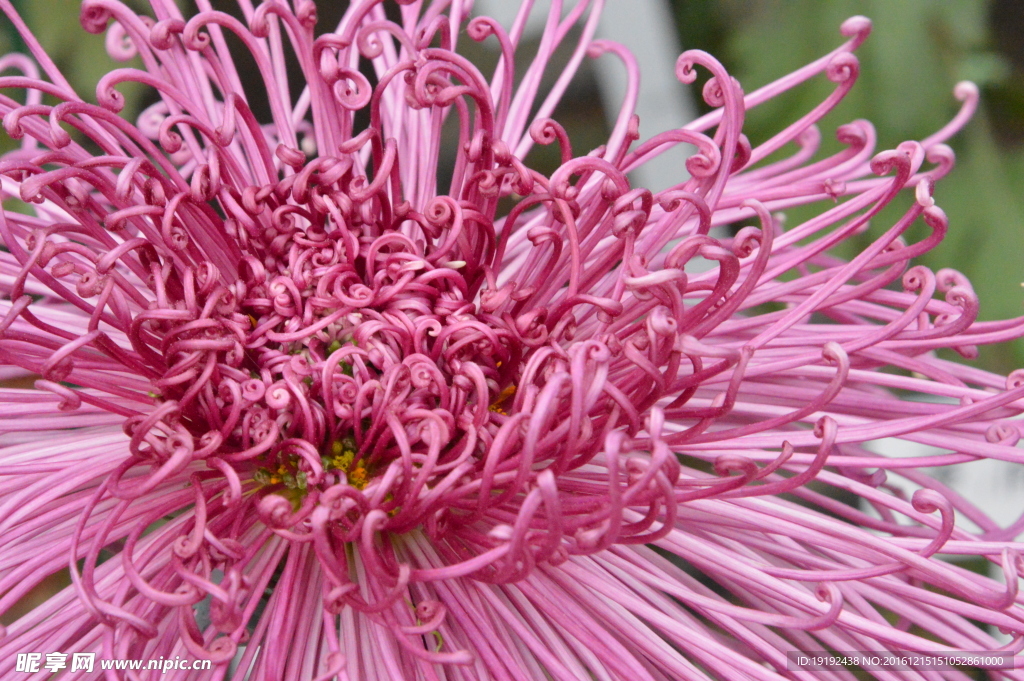 菊花