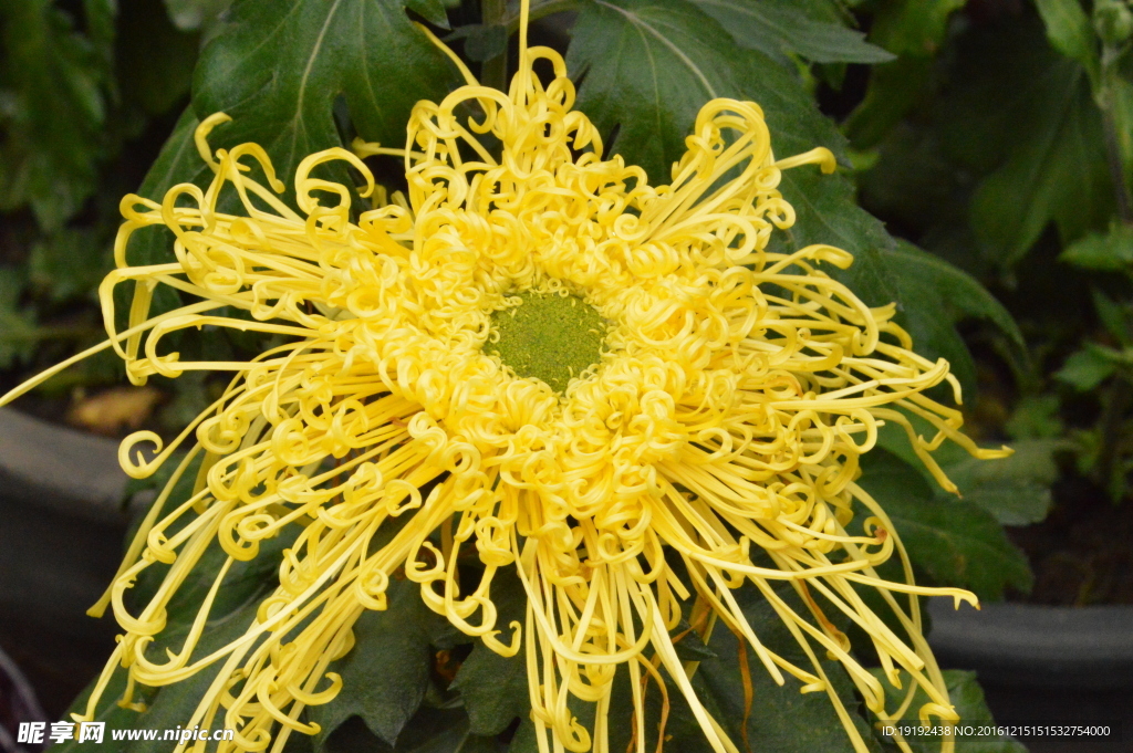 菊花