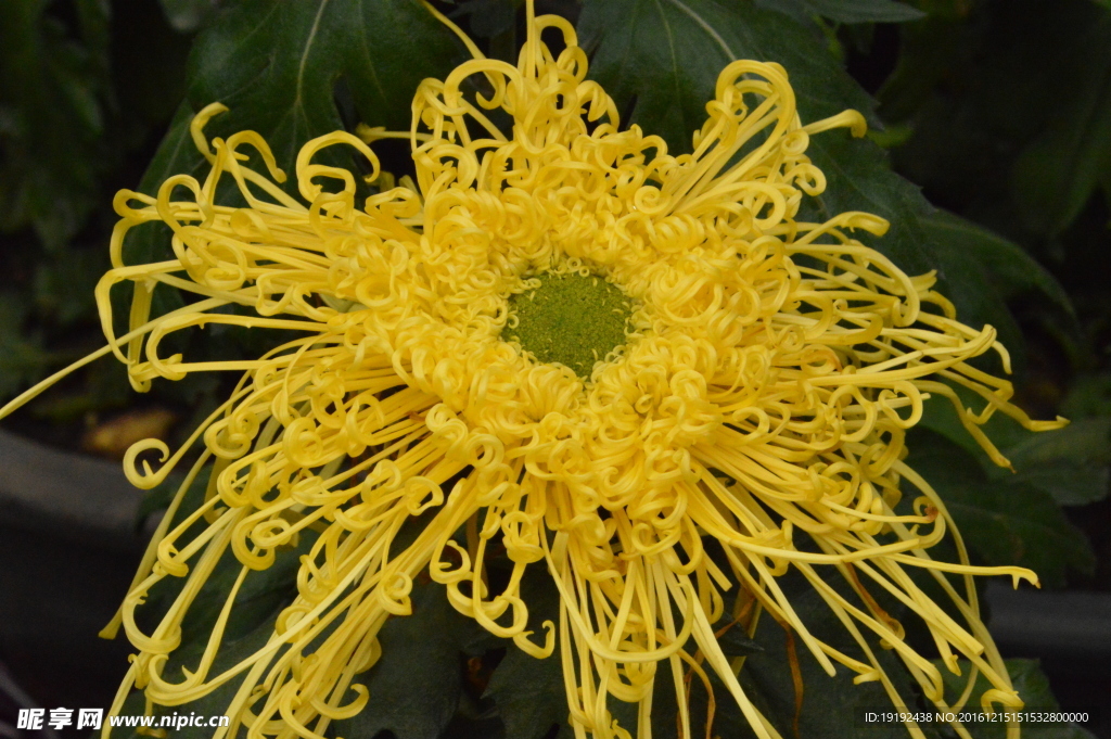 菊花