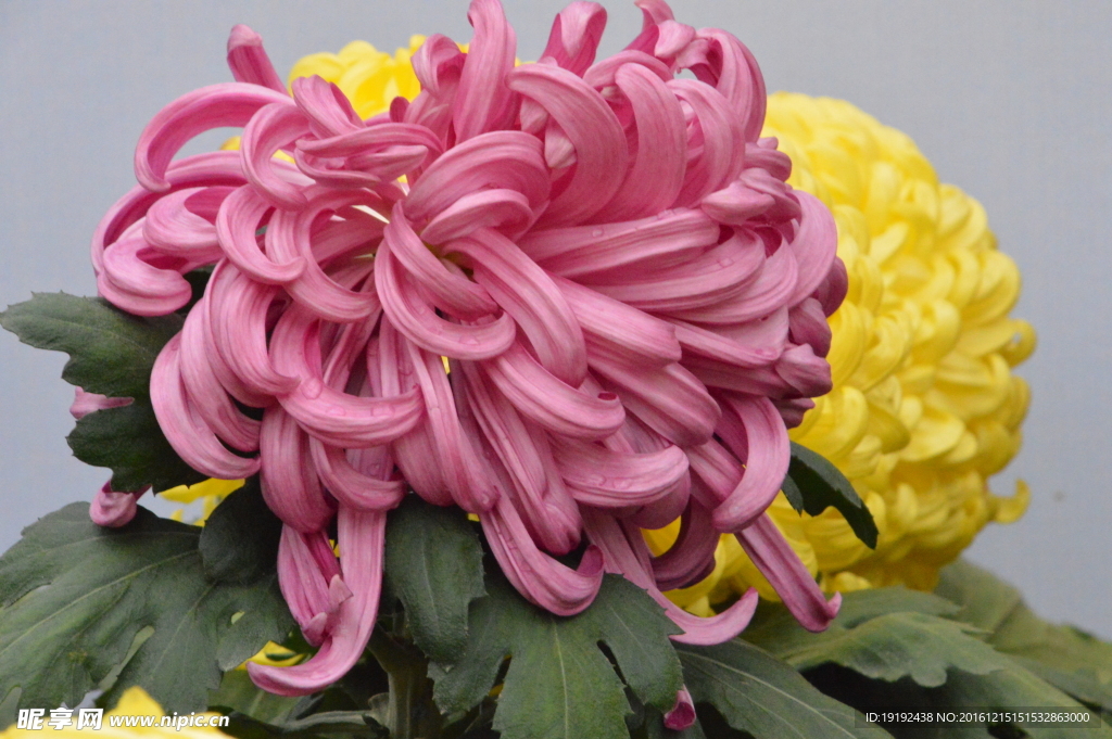 菊花