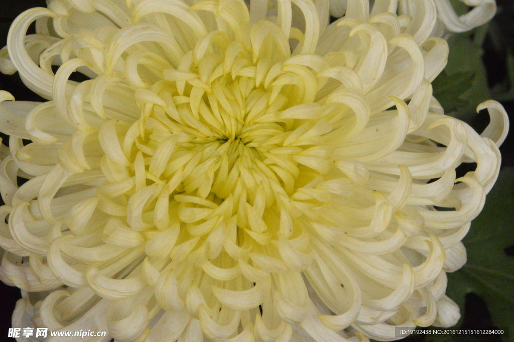 菊花