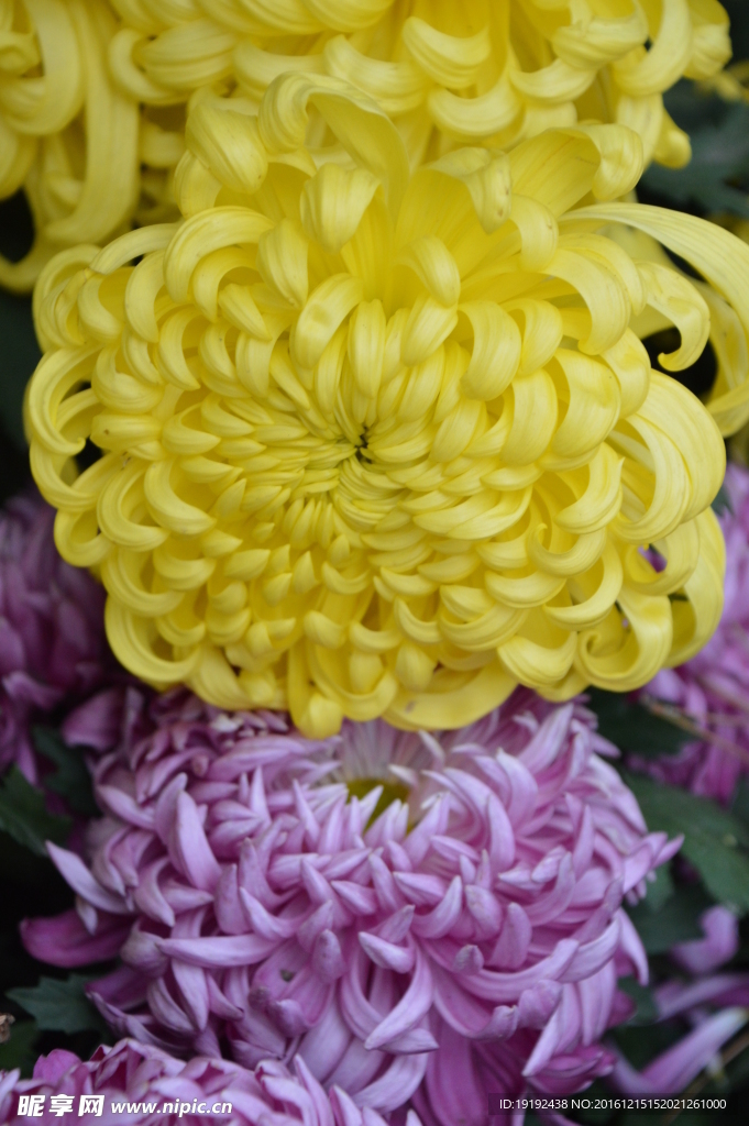 菊花