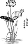 荷花荷叶