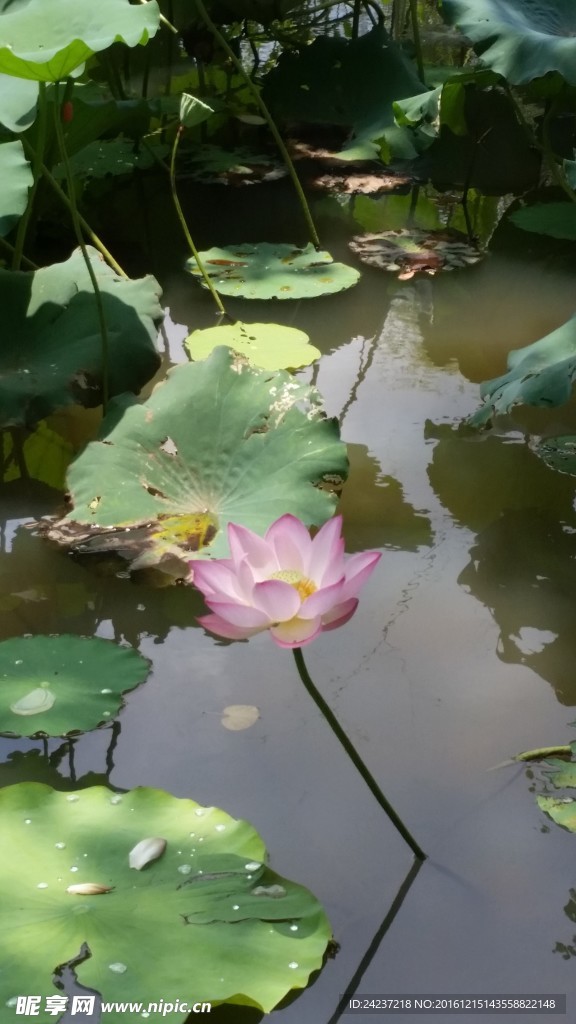 荷花