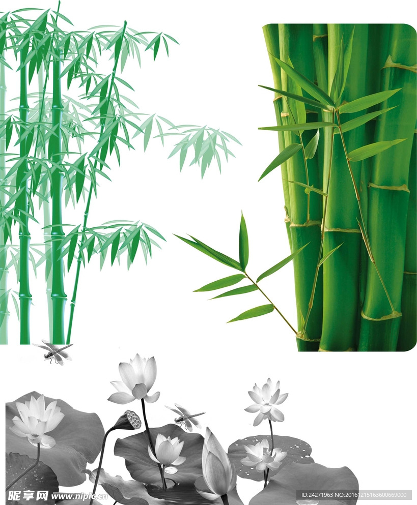 荷花 竹子 格式： PSD
