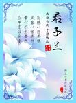 君子兰