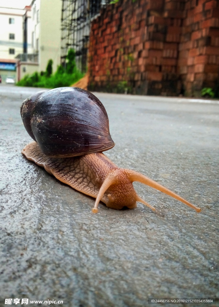 蜗牛