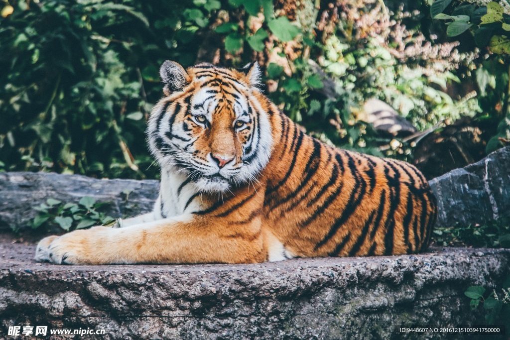 丛林野生老虎图片