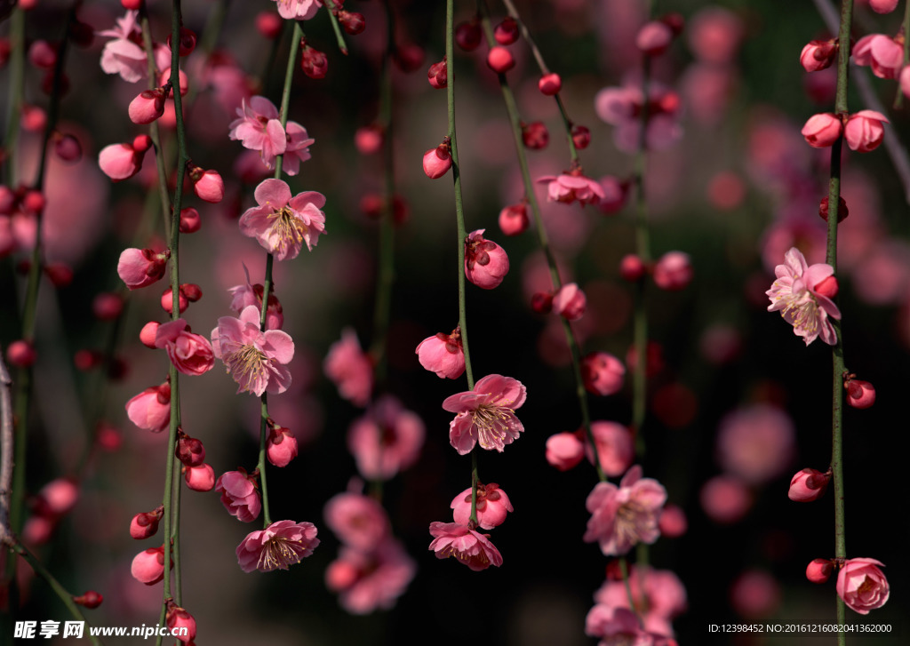 红花