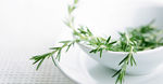 绿色植物