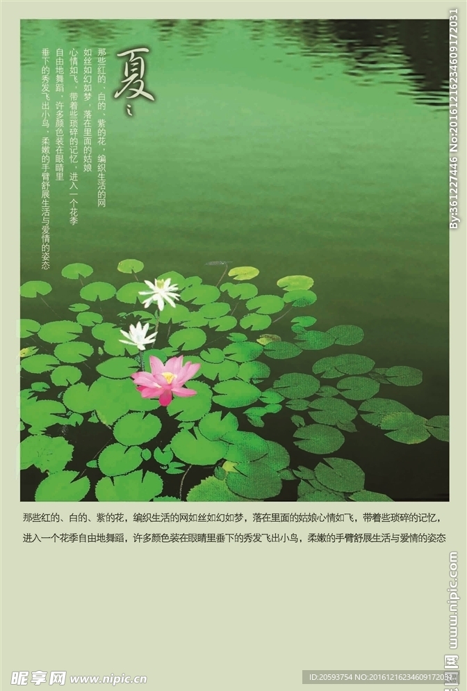 夏荷花