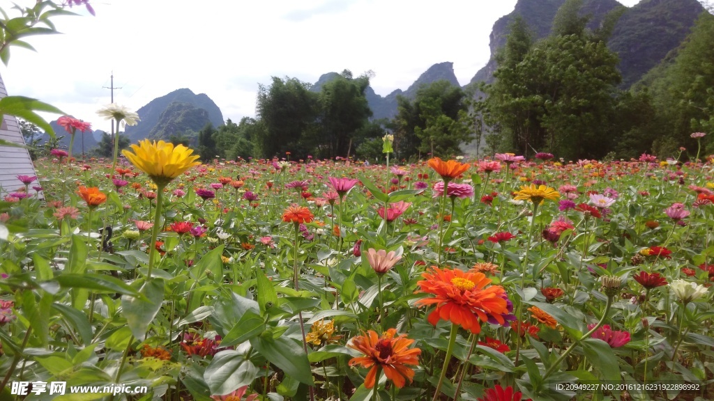 景观花山