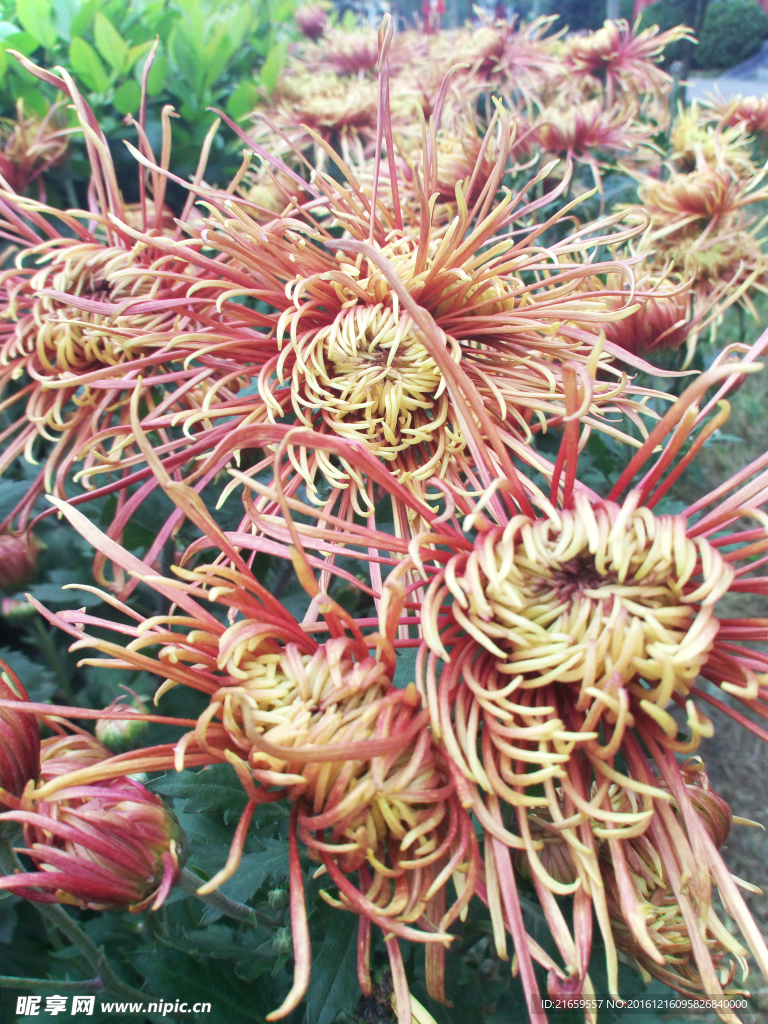 秋菊