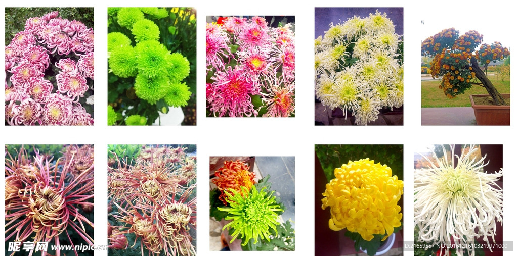 菊花