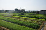 蔬菜基地西区