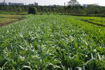 蔬菜基地北区