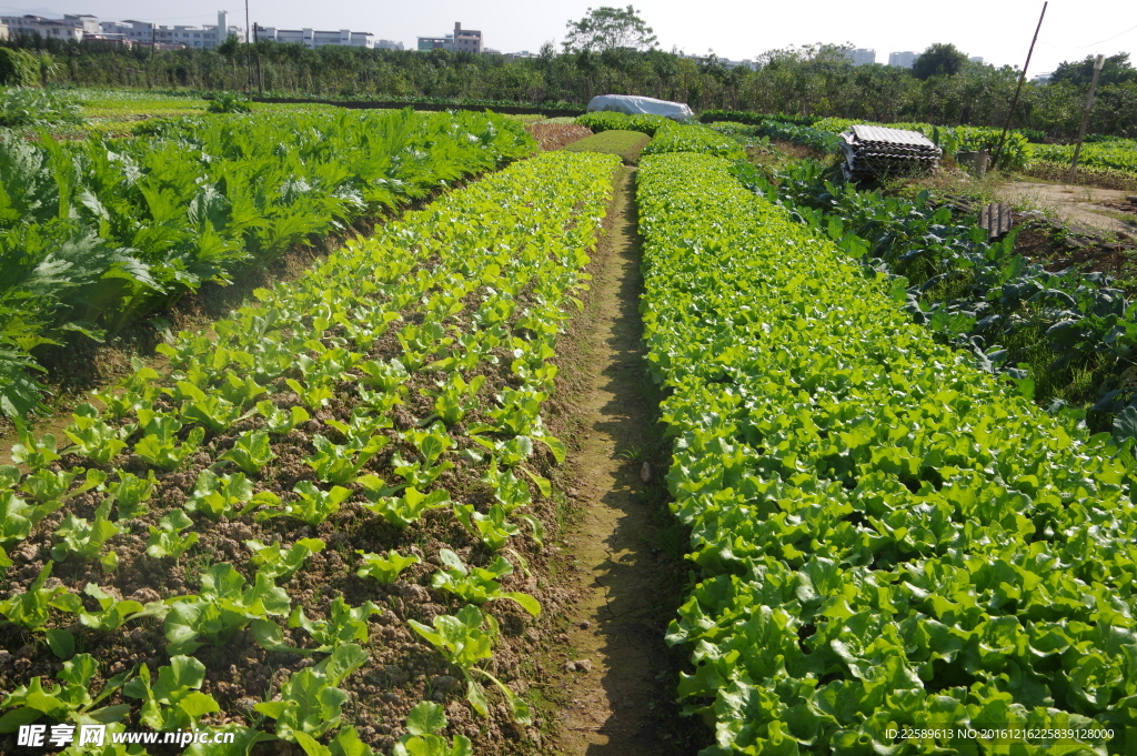 蔬菜基地