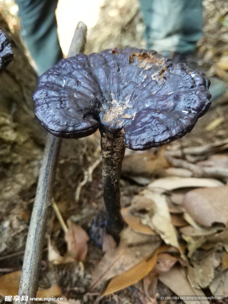 野生灵芝
