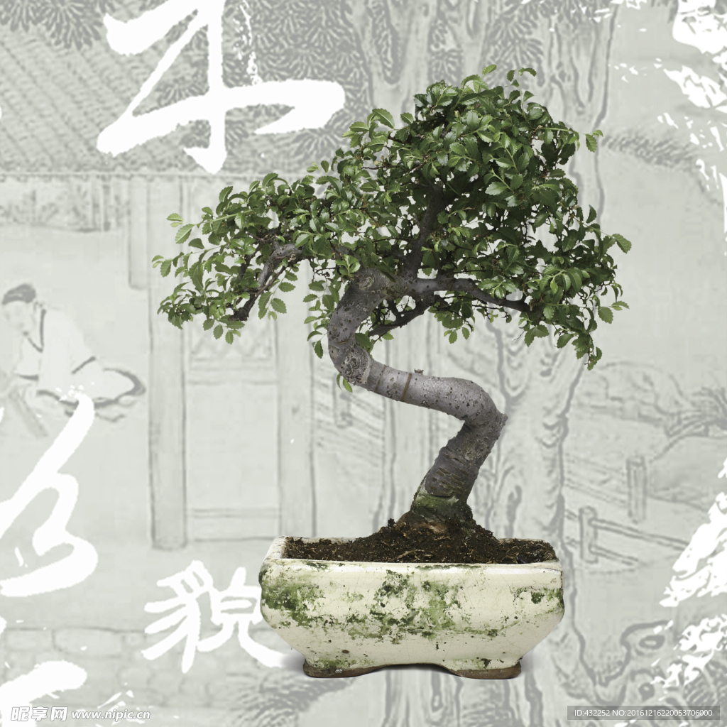 盆景