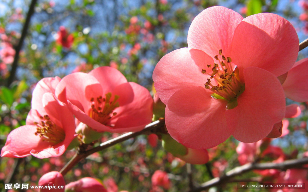 花