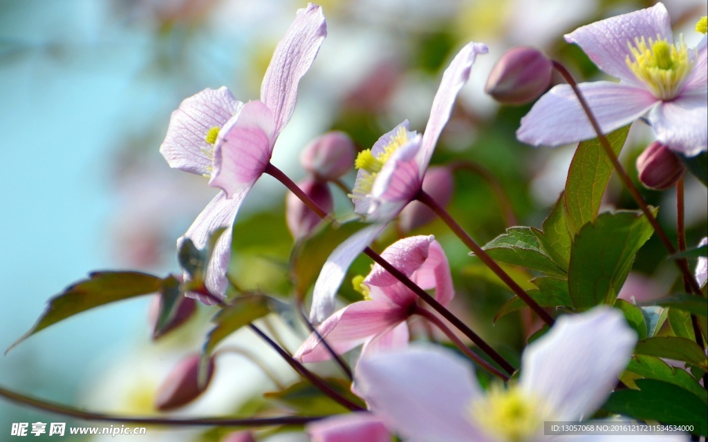 花