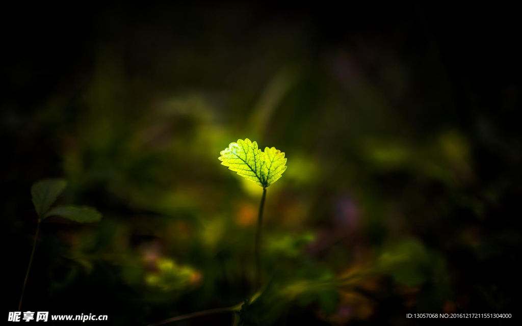 绿色植物