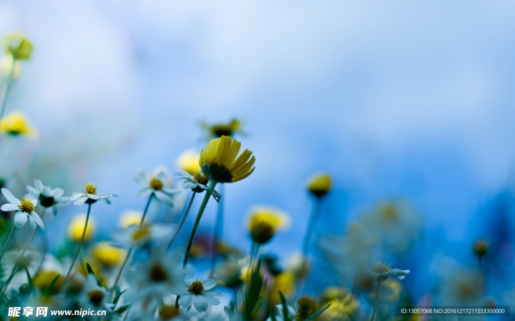 花