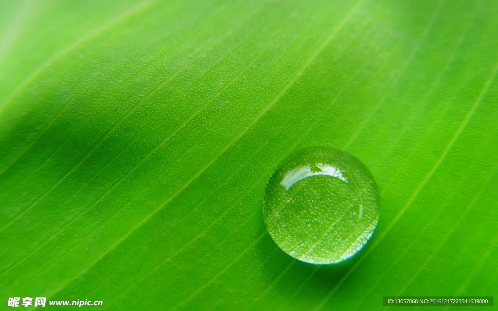 露水