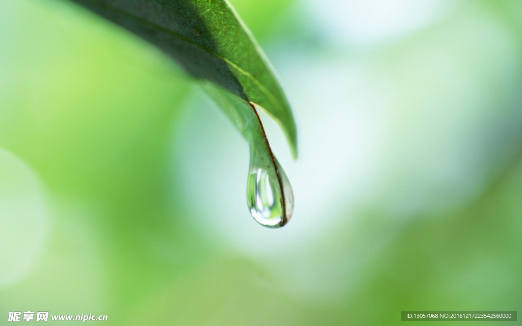 露水