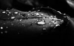 露水