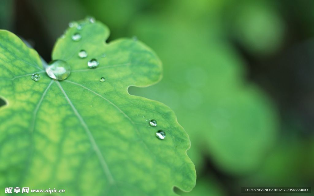 露水