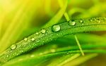 露水