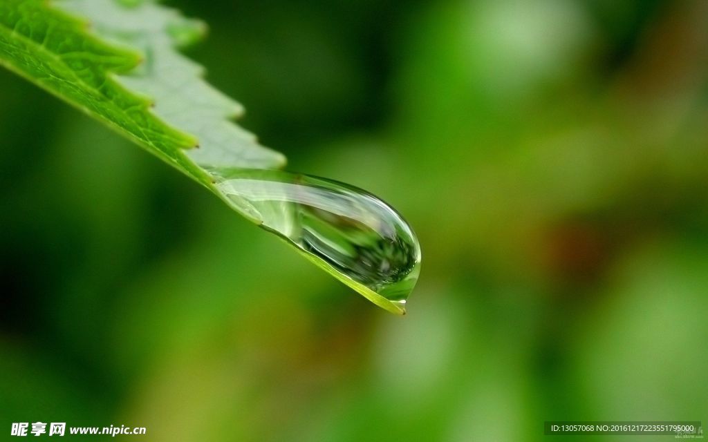 露水