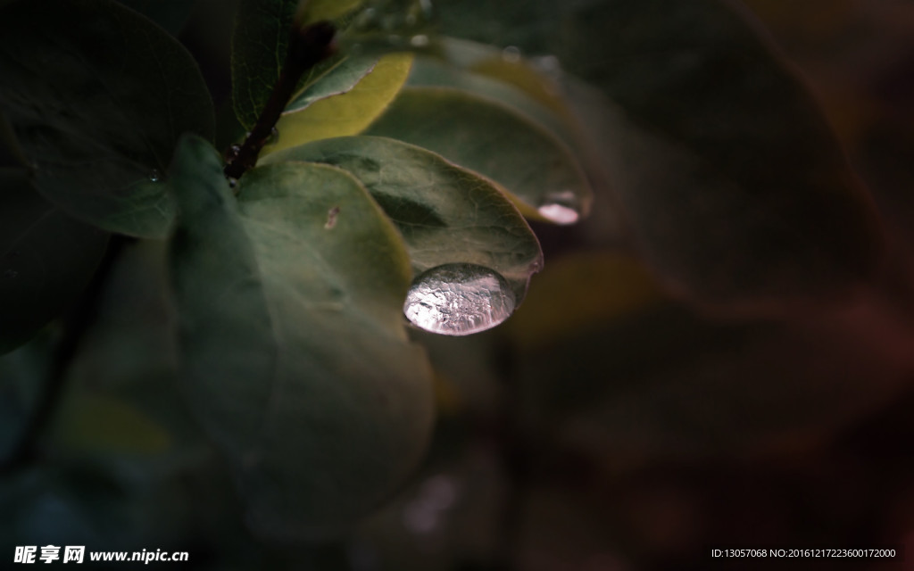露水
