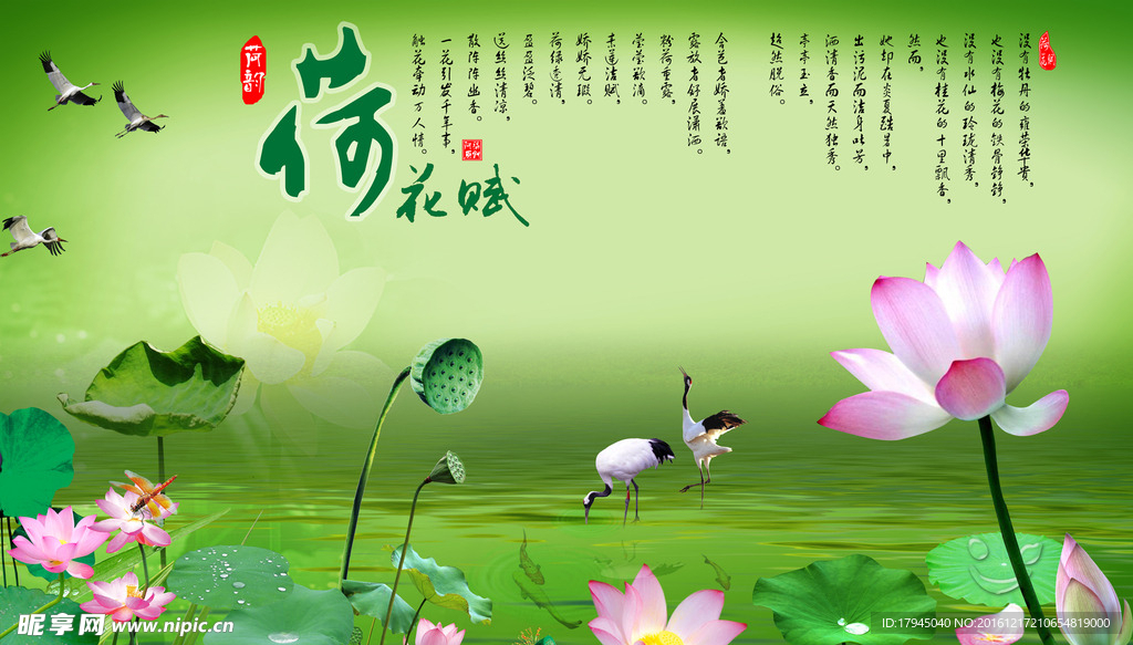荷花美图