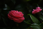 茶花