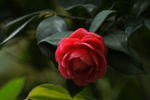 茶花