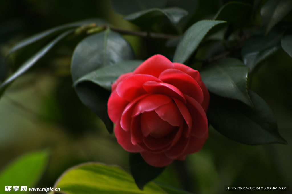 茶花